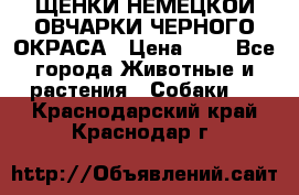 ЩЕНКИ НЕМЕЦКОЙ ОВЧАРКИ ЧЕРНОГО ОКРАСА › Цена ­ 1 - Все города Животные и растения » Собаки   . Краснодарский край,Краснодар г.